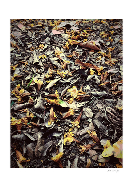 Autumn ground