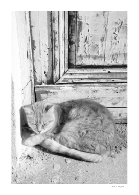 Cute Cat in Anafiotika Athens in Black & White #1 #wall #art