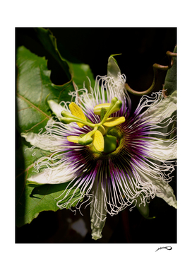 Passiflora edulis by Bizzartino