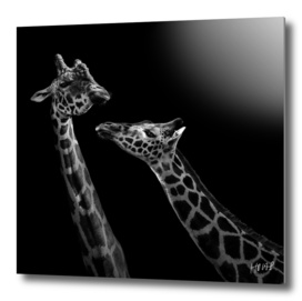 Two Giraffes In Black And White