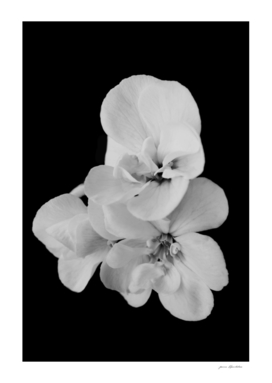 Minimalist black and white beautiful flower geranium