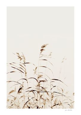 Minimalist bohemian nature reeds pampas grass in beige