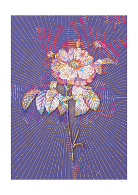 Speckled Provins Rose Mosaic Botanical Veri Peri