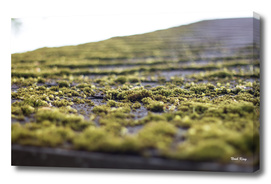 Moss Roof