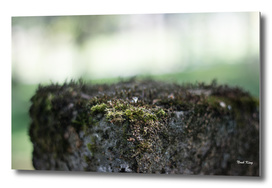 Moss Pillar
