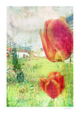Spring country landscape with red tulips flowers