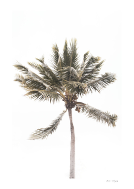 Tropical Beach Palm #1 #tropical #wall #art