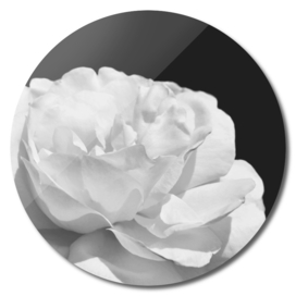 Beautiful white rose flower close-up on black background
