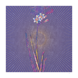 Galaxia Ixiaeflora Mosaic Botanical on Veri Peri