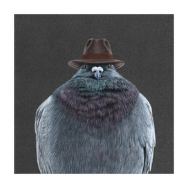 Don Pigeon