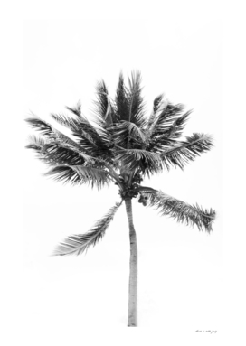 Tropical Beach Palm #2 #tropical #wall #art