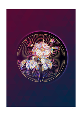 Gold Speckled Provins Rose Botanical Illustration