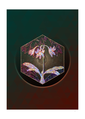 Netted Veined Amaryllis Botanical Illustration