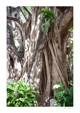 Caribbean Jungle Tree Dream #1 #tropical #wall #art