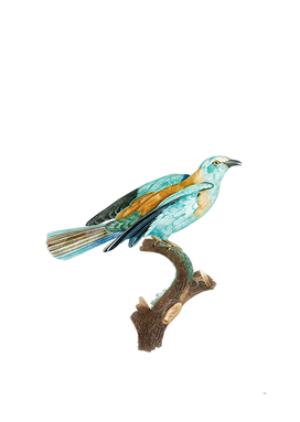 Vintage Abyssinian Roller Female Bird Illustration