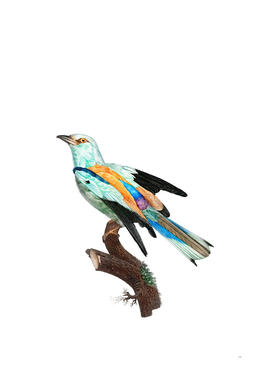 Vintage Abyssinian Roller Male Bird Illustration