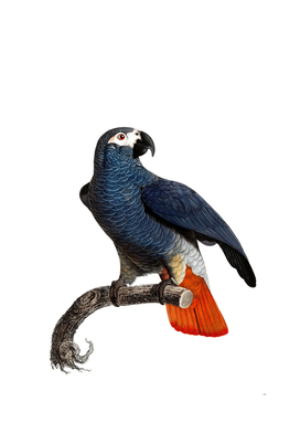 Vintage African Grey Parrot Bird Illustration