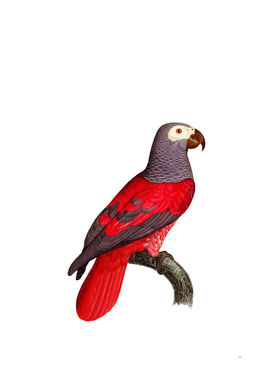Vintage African Grey Parrot Bird Illustration
