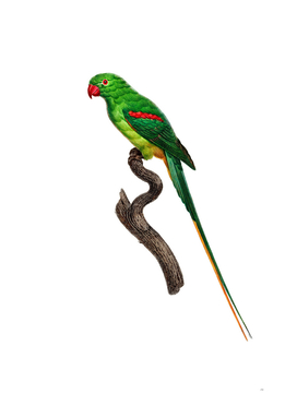 Vintage Alexandrine Parrot Bird Illustration