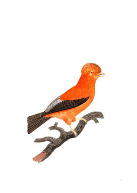 Vintage Andean Cock Of The Rock Bird Illustration