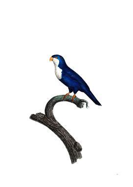 Vintage Arimanon Parakeet Bird Illustration
