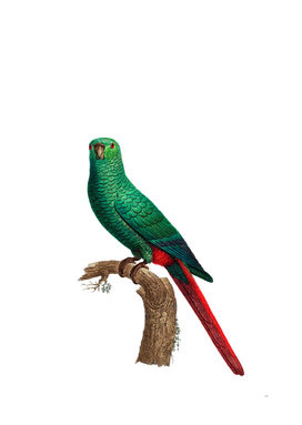 Vintage Austral Emerald Parakeet Bird Illustration
