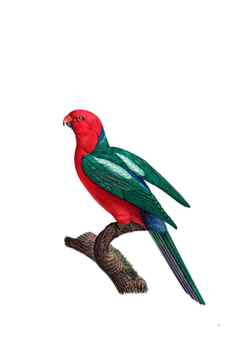 Vintage Australian King Parrot Bird Illustration