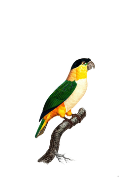 Vintage Black Headed Parrot Bird Illustration