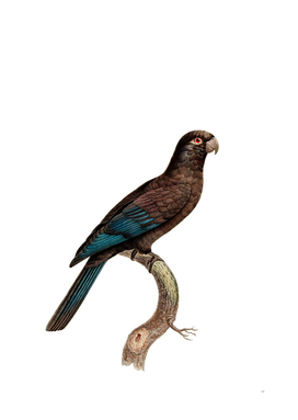 Vintage Black Lesser Vasa Parrot Bird Illustration