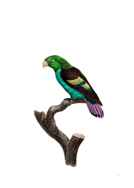 Vintage Black Winged Parakeet Bird Illustration
