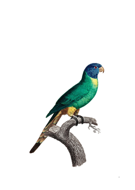 Vintage Blue Crowned Parakeet Bird Illustration
