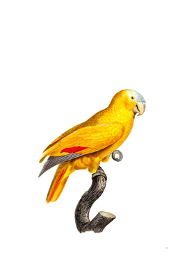 Vintage Blue Fronted Parrot Bird Illustration