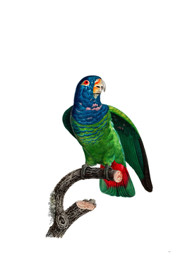 Vintage Blue Headed Pionus Parrot Bird Illustration