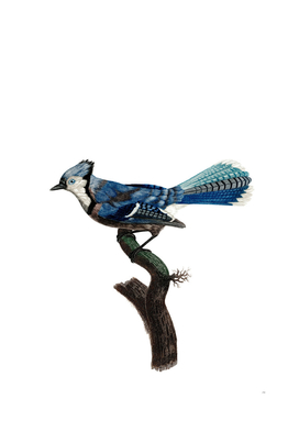 Vintage Blue Jay Bird Illustration