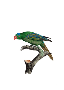 Vintage Blue Naped Parrot Bird Illustration