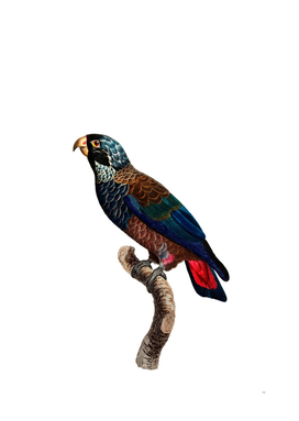 Vintage Bronze Winged Parrot Bird Illustration