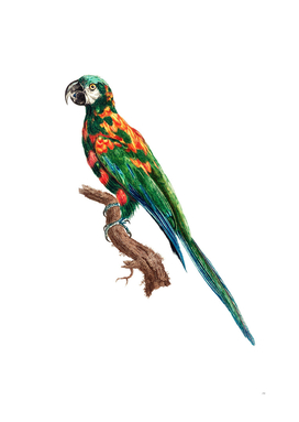 Vintage Blue Winged Macaw Bird Illustration