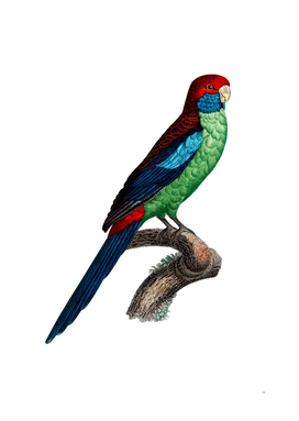 Vintage Broad Tailed Parrot Bird Illustration