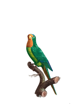 Vintage Brown Throated Parakeet Bird Illustration