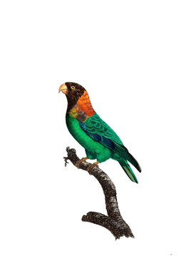 Vintage Caica Parrot Bird Illustration
