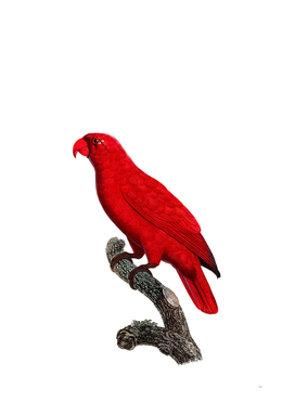 Vintage Cardinal Lory Bird Illustration