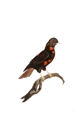 Vintage Cock Of The Rock Bird Illustration
