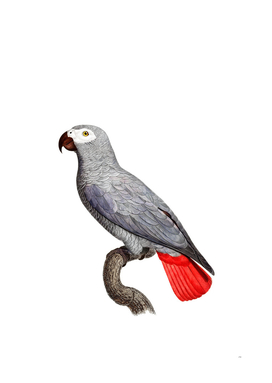 Vintage Congo Grey Parrot Bird Illustration