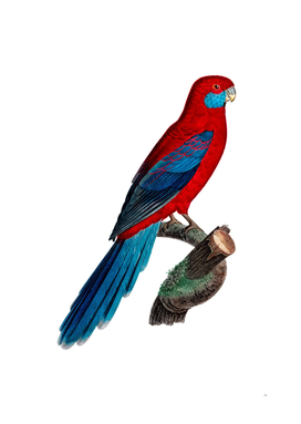 Vintage Crimson Rosella Parrot Bird Illustration