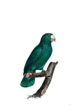 Vintage Cuban Amazon Parrot Bird Illustration