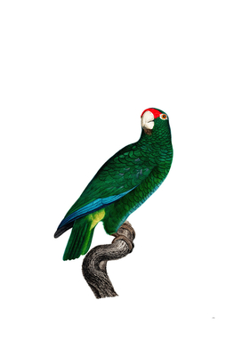 Vintage Cuban Amazon Parrot Bird Illustration