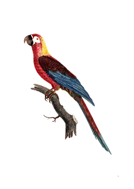 Vintage Cuban Red Macaw Bird Illustration
