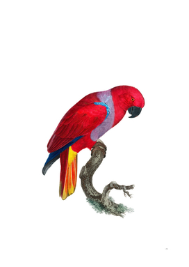 Vintage Eclectus Parrot Bird Illustration