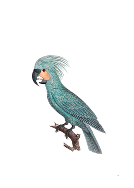 Vintage Goliath Palm Cockatoo Bird Illustration