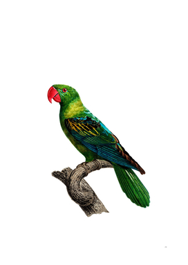 Vintage Great Billed Parrot Bird Illustration